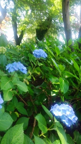 いい臭い・・・_d0268697_17010597.jpg