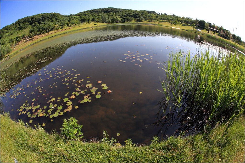 ※ 2018年6月　新潟県立植物園（４）_d0353401_2241177.jpg