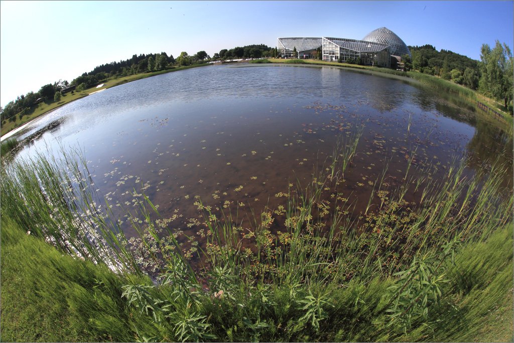 ※ 2018年6月　新潟県立植物園（４）_d0353401_2241828.jpg