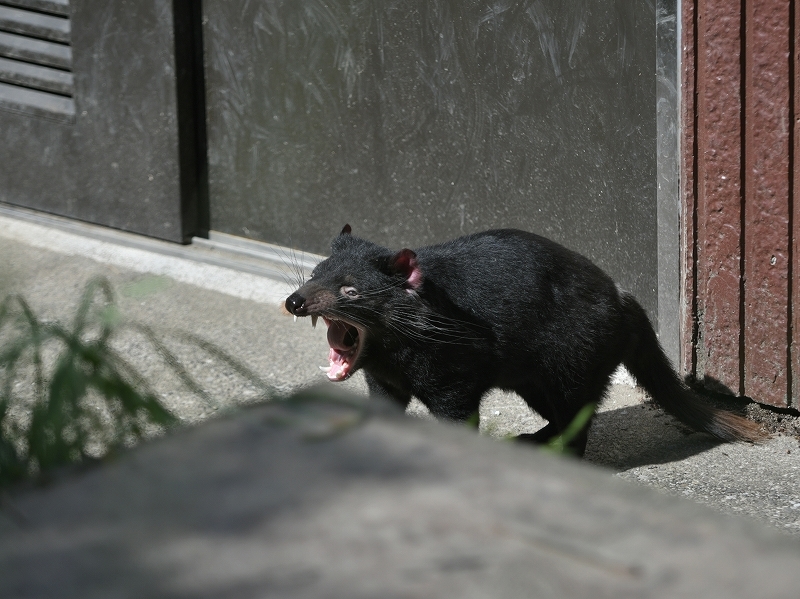 暑い夏が来る前の、雨の季節で合間での_a0164204_10050955.jpg