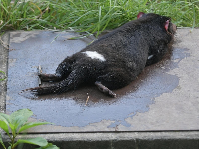 暑い夏が来る前の、雨の季節で合間での_a0164204_10261175.jpg