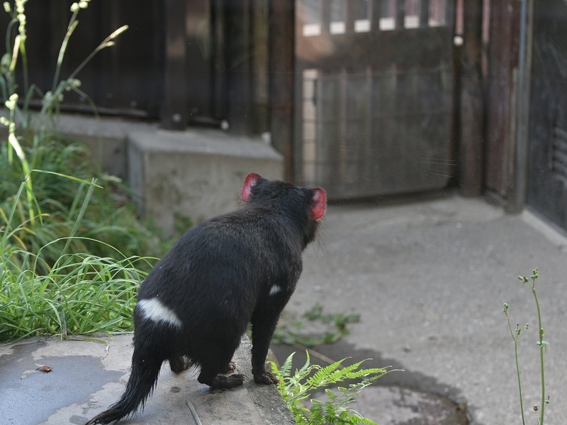 暑い夏が来る前の、雨の季節で合間での_a0164204_10334514.jpg