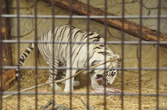 ライオンたちにイノシシをプレゼント?! Wild meǽt Zoo(ワイルド ミート ズー)始動!_c0290504_13561356.jpg