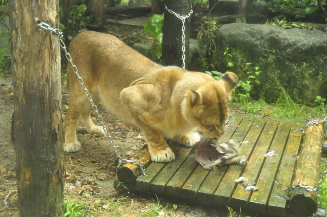 ライオンたちにイノシシをプレゼント?! Wild meǽt Zoo(ワイルド ミート ズー)始動!_c0290504_13563550.jpg