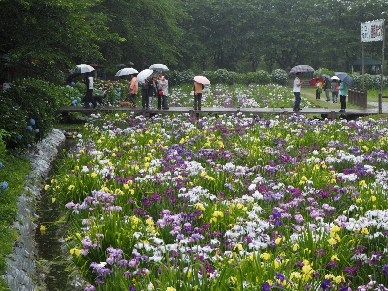 花菖蒲とたらこパスタ_e0350905_19365801.jpg