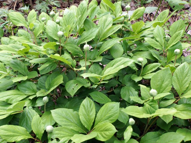a0345007_1624881.jpg