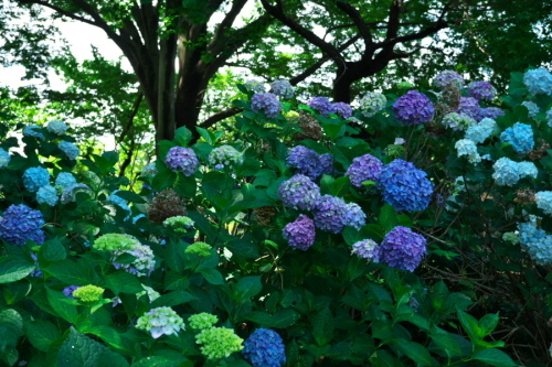 a0263109_21013670.jpg