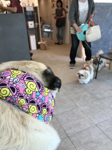 d0377714_09163621.jpeg
