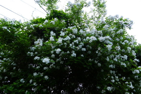 d0170615_06401151.jpg