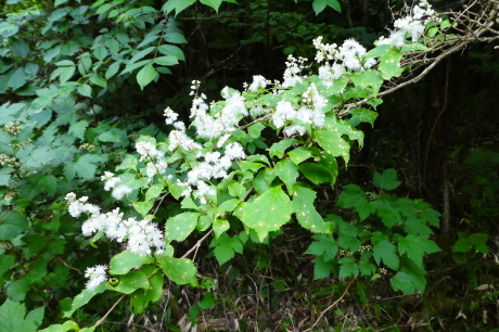 d0170615_06403496.jpg