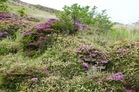 d0170615_06415062.jpg