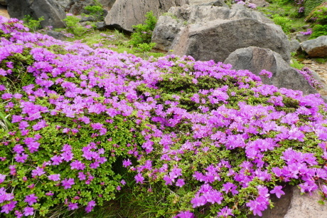 d0170615_06432266.jpg