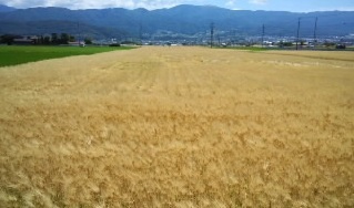 e0143915_17190804.jpg