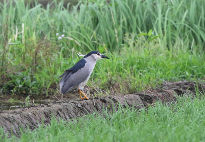 雨の日の探鳥_f0239515_19154715.jpg