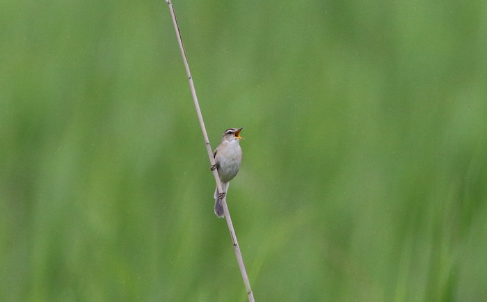 雨の日の探鳥_f0239515_1918628.jpg