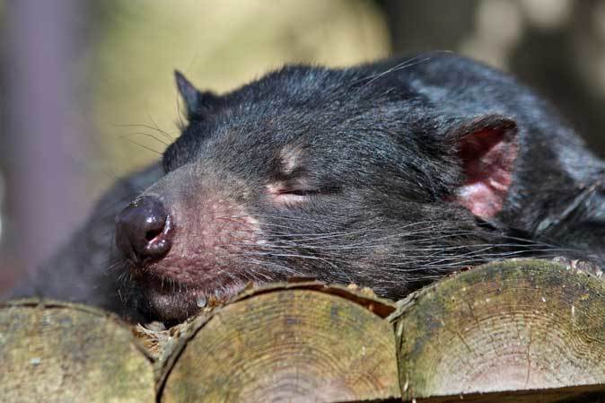 悪魔の午睡 爆睡タスマニアデビル 続々 動物園ありマス