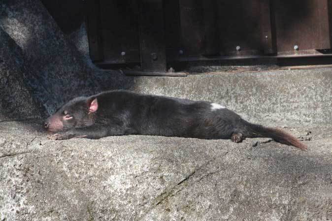 悪魔の午睡 爆睡タスマニアデビル 続々 動物園ありマス 悪魔の午睡 爆睡タスマニアデビル 続々 動物園ありマス