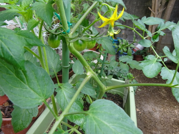 b0163121_21053831.jpeg