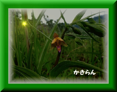 f0193521_9311229.gif