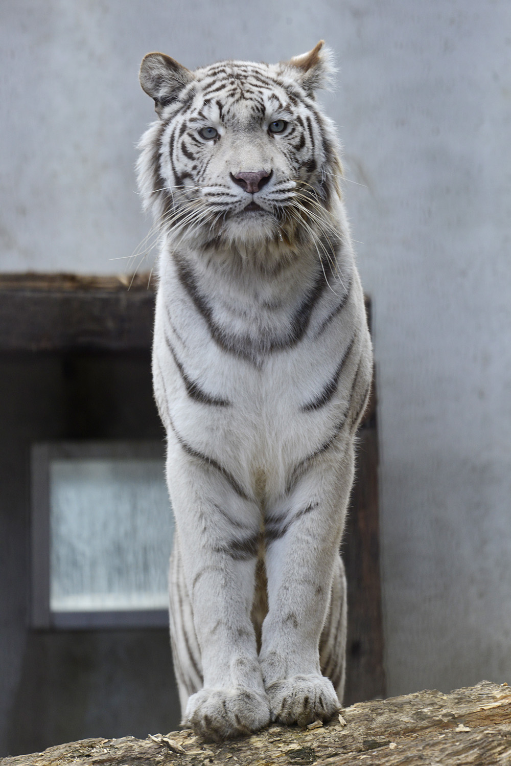 2018.2.17 宇都宮動物園☆ホワイトタイガーのシラナミ姫<後編>【White tiger】_f0250322_17104885.jpg