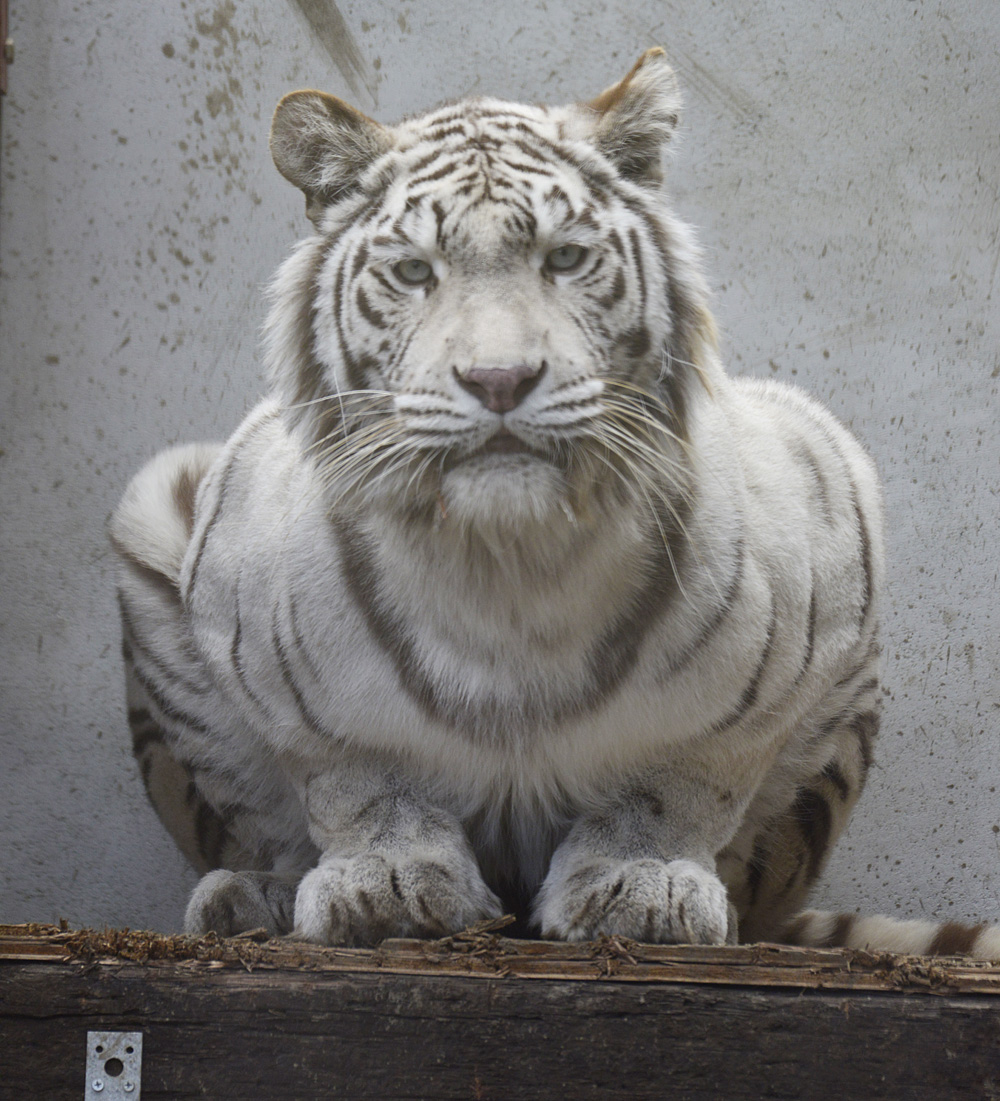 2018.2.17 宇都宮動物園☆ホワイトタイガーのシラナミ姫<後編>【White tiger】_f0250322_1795217.jpg