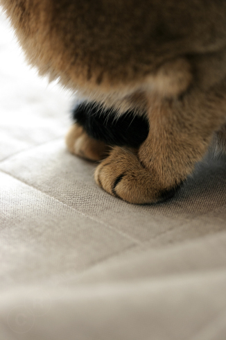 猫的 ケシカライン ヒトは猫のペットである