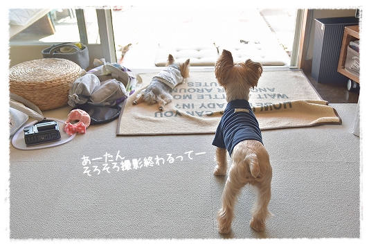 d0179828_09565798.png