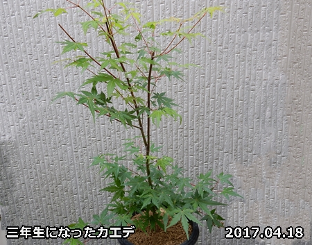 e0033229_1532387.jpg