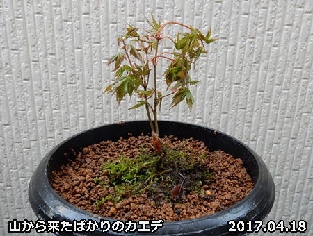 e0033229_15371346.jpg