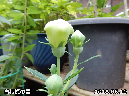 e0033229_15503592.jpg