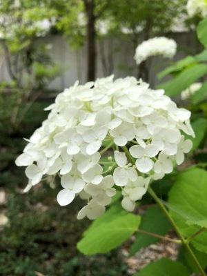 アナベル_e0097130_21204303.jpg