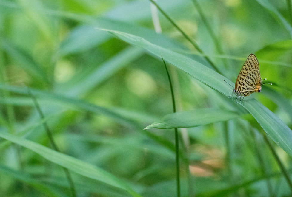 a0126632_11290910.jpg