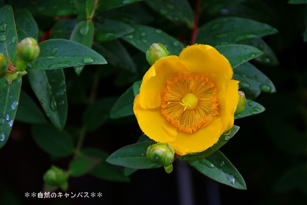 オトギリソウ科の黄色い花三種類の花が雨に濡れて 自然のキャンバス オトギリソウ科の黄色い花三種類の花が雨に濡れて 自然のキャンバス