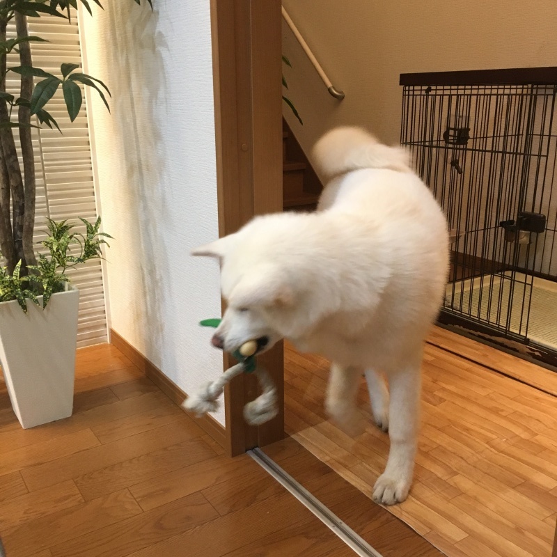 e0364035_23282958.jpeg