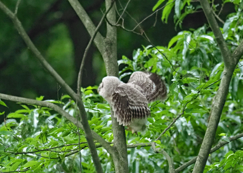 d0290240_15374465.gif