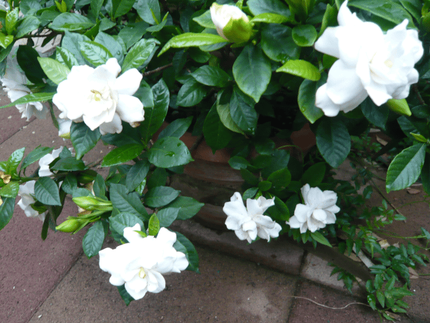 c0365341_20492349.gif