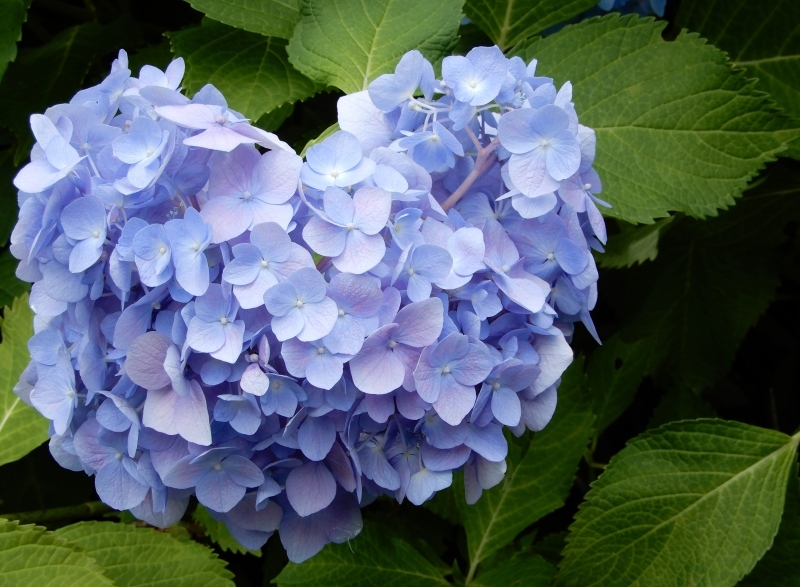 恋する紫陽花 ＊ HIER ＊ hydrangea d\' amour_f0374041_16073175.jpg