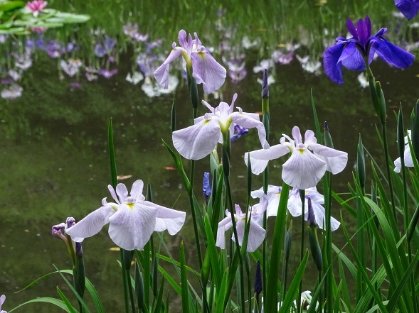 平安神宮神苑の花菖蒲 彩の気まぐれ写真