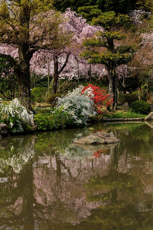 桜咲く京都2018　法金剛院のしだれ桜と春の花_f0155048_18103276.jpg