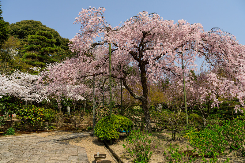 桜咲く京都2018　法金剛院のしだれ桜と春の花_f0155048_18105313.jpg