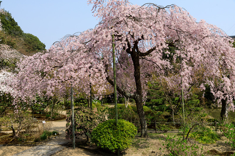 桜咲く京都2018　法金剛院のしだれ桜と春の花_f0155048_18111281.jpg