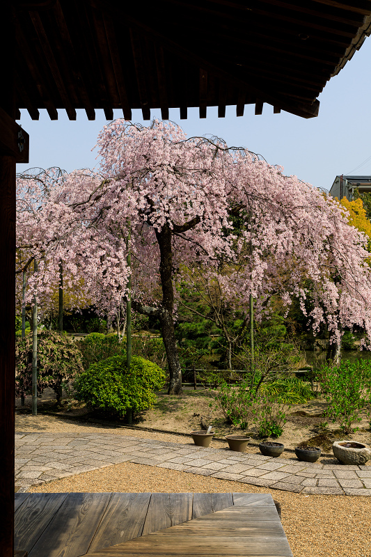 桜咲く京都2018　法金剛院のしだれ桜と春の花_f0155048_18112058.jpg