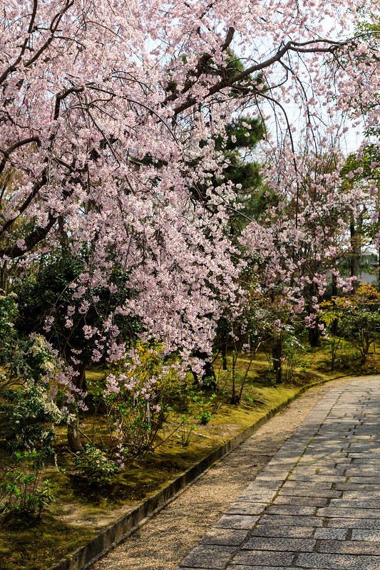 桜咲く京都2018　法金剛院のしだれ桜と春の花_f0155048_18121517.jpg