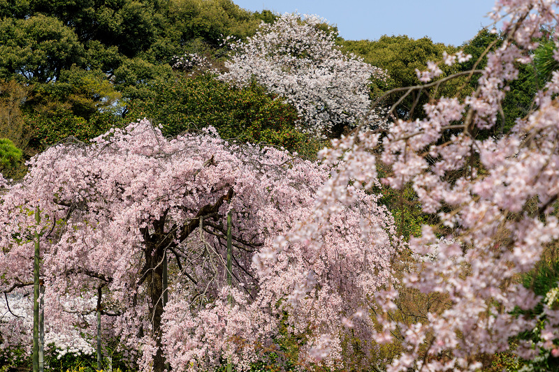 桜咲く京都2018　法金剛院のしだれ桜と春の花_f0155048_1812517.jpg