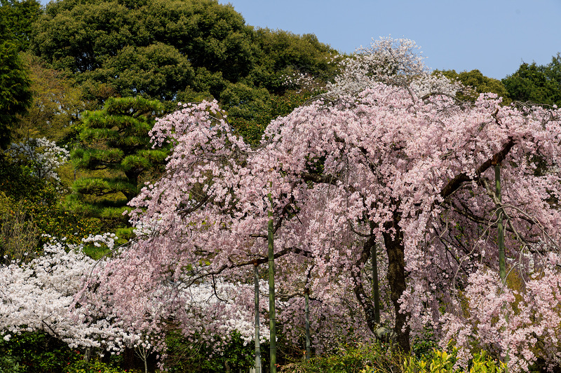 桜咲く京都2018　法金剛院のしだれ桜と春の花_f0155048_18125298.jpg