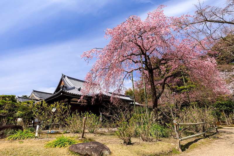 桜咲く京都2018　法金剛院のしだれ桜と春の花_f0155048_1845728.jpg