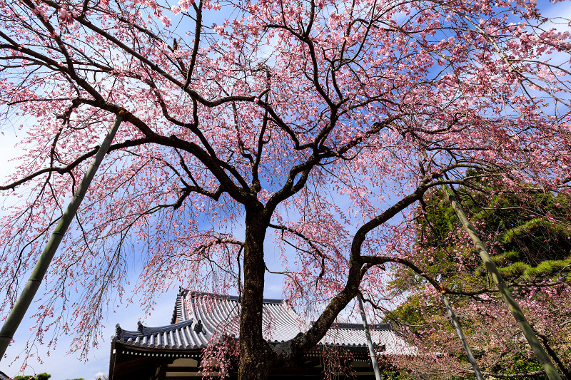 桜咲く京都2018　法金剛院のしだれ桜と春の花_f0155048_185124.jpg