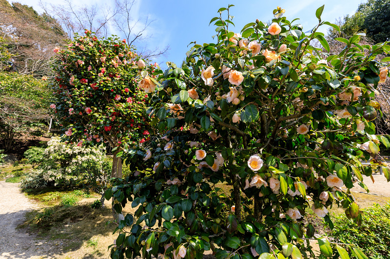 桜咲く京都2018　法金剛院のしだれ桜と春の花_f0155048_1851779.jpg