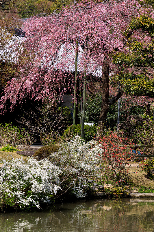 桜咲く京都2018　法金剛院のしだれ桜と春の花_f0155048_1855227.jpg