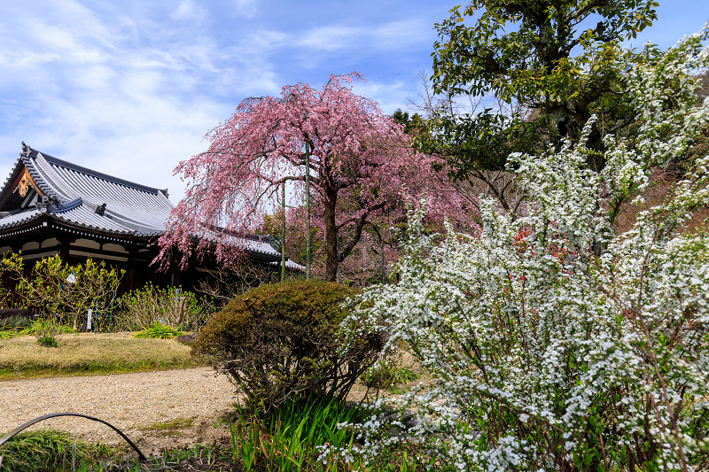 桜咲く京都2018　法金剛院のしだれ桜と春の花_f0155048_1861546.jpg